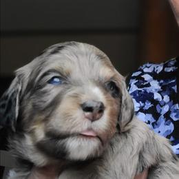 Lucy-Blue - Blue merle female Bernedoodle puppy in Dugway, Utah from Luv4Bernedoodles