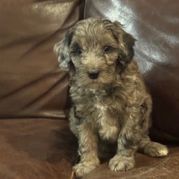 Bashful (Snow White's Dwarf) - Blue merle male Bernedoodle puppy in Churchill County Fallon, Nevada from Card Family Ranch