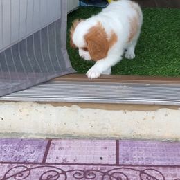 Cavalier King Charles Spaniel Puppies from Austin Cavaliers