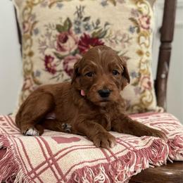 Pinkie Pie- Lt.Pink - Red  female Goldendoodle puppy in Bay City, Texas from Charming Doods Goldendoodles