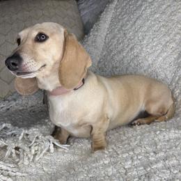 Winter - Dachshund