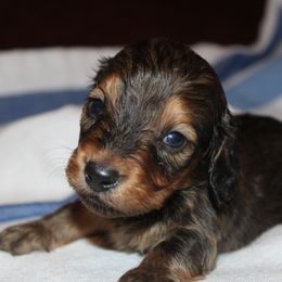 Shaded Red Boy 2 - Red male Dachshund puppy in Arcadia, Florida from JB Dachshunds