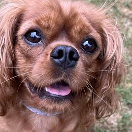 Frey Frey - Cavalier King Charles Spaniel