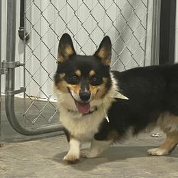 Buck - Pembroke Welsh Corgi