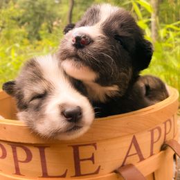 Native American Indian Dog Puppies from Seven Sisters Canids