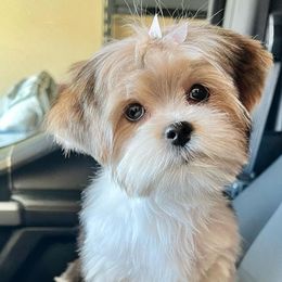 Yorkshire Terriers from Rogers Family Yorkies