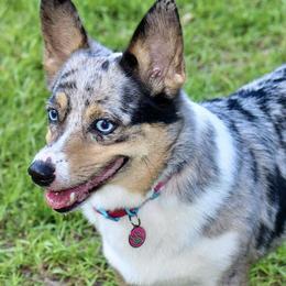 American Corgis from La Augies & Corgis