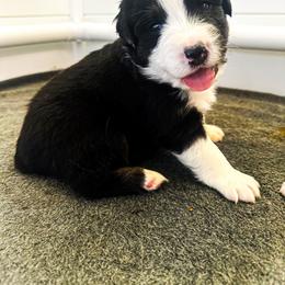 Australian Shepherd Puppies from Hamilton Farms
