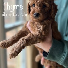 Poodle Puppies from Beltane Bonnies