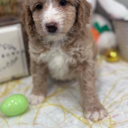 Autumn - Brown and white female Bernedoodle puppy in Jacksonville, Florida from Star of the Sea Doodles