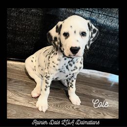 Dalmatian Puppies from Rainier DALS LUA Dalmatians of Washington