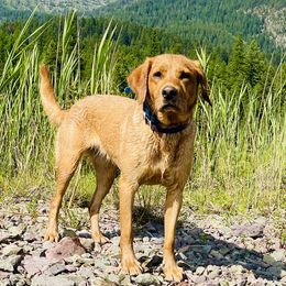 Sadie - Labrador Retriever