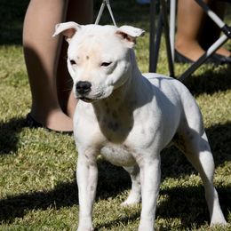 Berry - Staffordshire Bull Terrier