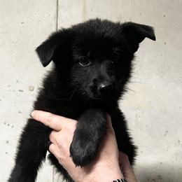 Girl 4 - female German Shepherd puppy in Higbee, Missouri from Kyon Kennel LLC