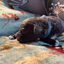 Girl 1 - female Lagotto Romagnolo puppy in Westlake, Oregon from Premier Truffles
