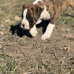 Piper - Brindle female Boxer puppy in Madras, Oregon from BnT Boxers