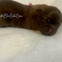 Espresso - Liver female Shih Tzu puppy in Olive Branch, Mississippi from Lavender Blue Exotic Crew