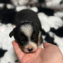 Ellie - Black and tan female American Corgi puppy in Nortonville, Kansas from Low Riders Corgis & Mini Aussies