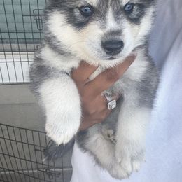 Rusty - Black tan and white male Siberian Husky puppy in Wildomar, California from Orange Family Huskies