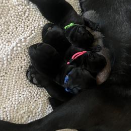 Golden Retriever and Labrador Retriever Puppies from The Golden Leash Kennels
