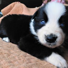 Australian Shepherd Puppies from Wagon Wheel Aussies