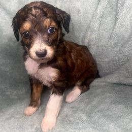 Girl 2 - Red female Aussiedoodle puppy in Alabama from SBA Aussies