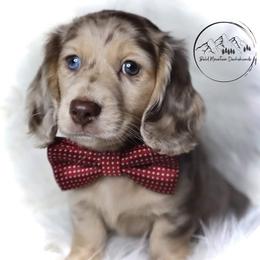 Dachshund Puppies from Bald Mountain Dachshunds