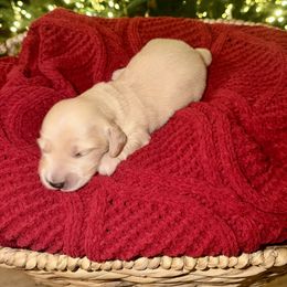 Boy 2 - male Dachshund puppy in Denair, California from Doxie Lux