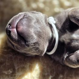 Cane Corso Puppies from Willow Creek Cane Corsos