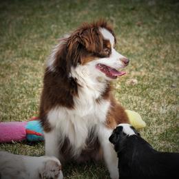Bugs - Toy Australian Shepherd
