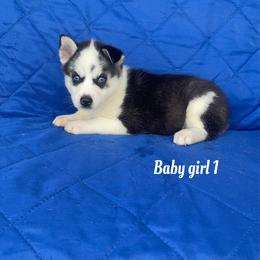 Baby girl 1 - Black and white female Siberian Husky puppy in Ocala, Florida from Florida Husky Puppies