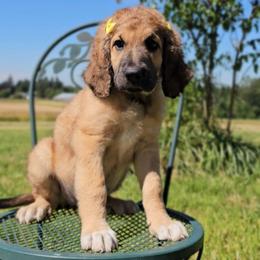 Eleanor - Sable female Saint Berdoodle puppy in Battle Ground, Washington from Mad Hatter Farms Saint Berdoodles