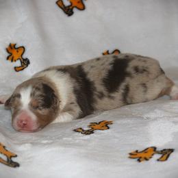 Callie - Red merle female Australian Shepherd puppy in Mocksville, North Carolina from Trailblazing Aussies