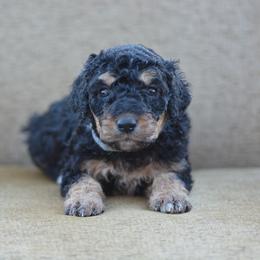 Gray Collar - Phantom female Bernedoodle puppy in Scottsboro, Alabama from Dixie Land Doodles