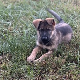 German Shepherd Puppies from Adelheid Shepherds