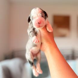 Purple - Merle female Bernedoodle puppy in Cold Spring, Minnesota from A.N.A. Doodles