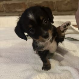 Jaxon - Black and white male Companion Cross puppy in Garvin, Oklahoma from Hochatown Awesome Aussies