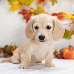 Dolly - Cream female Dachshund puppy in Lagrange, Indiana from Royal Paws