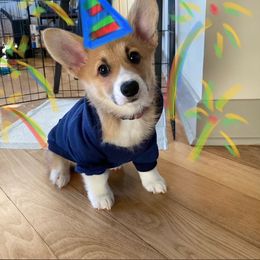 Labrador Retriever and Pembroke Welsh Corgi Puppies from Two Roses Ranch