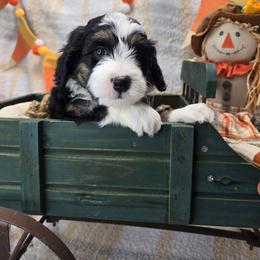 Jackson - Tri-color male Bernedoodle puppy in Boaz, Alabama from Lovin' Doodles