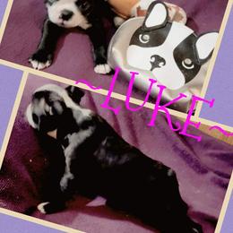 Boston Terrier Puppies from Beatrice's Kennels