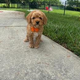 Orange Heart - Apricot male Goldendoodle puppy in Germantown, Maryland from Honey Blossom Doodles