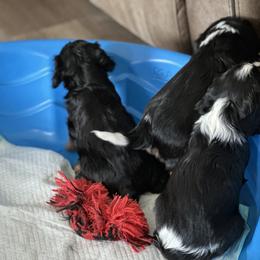Cavalier King Charles Spaniel Puppies from Cavalier Country Farm