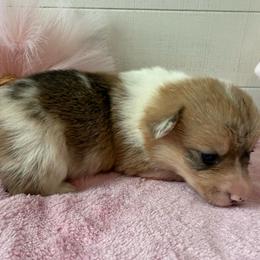 Aspen-Red Merle - Red merle and white female American Corgi puppy in Scottown, Ohio from Wyndy Ridge Corgis