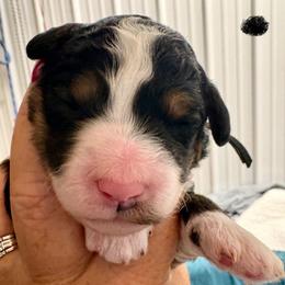 Black girl - Tri-color female Bernedoodle puppy in Lake, Michigan from 3 King Doodles & Poodles