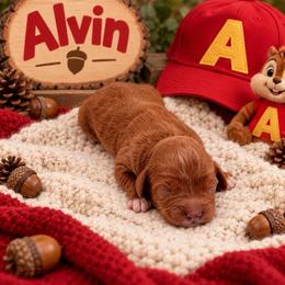 Alvin - Red male Cavapoo puppy in Salt Lake City, Utah from SunnySide Mini Doodles