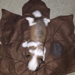 Female 2 - Gold and white female Shih Tzu puppy in Hampstead, Maryland from Shawny's Shih Tzus