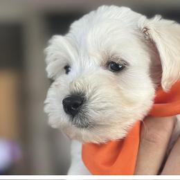 Dachshund, Miniature Schnauzer, and Pomeranian Puppies from The Bearded Companions