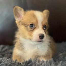 KM M5 - Sable male Pembroke Welsh Corgi puppy in Stockton, Iowa from Infinity Corgis