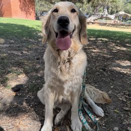 Ember - Golden Retriever